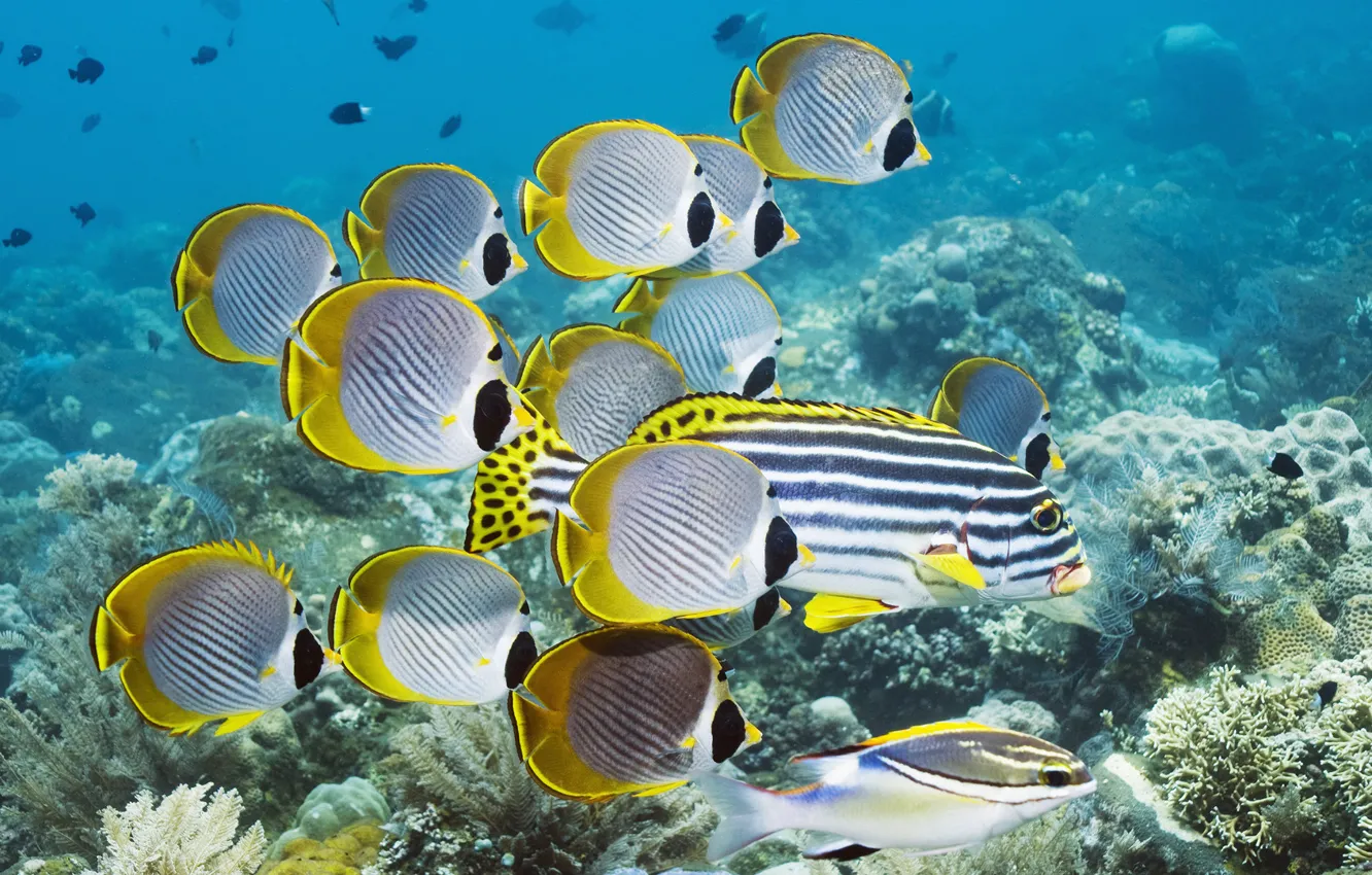 Photo wallpaper the ocean, fish, corals