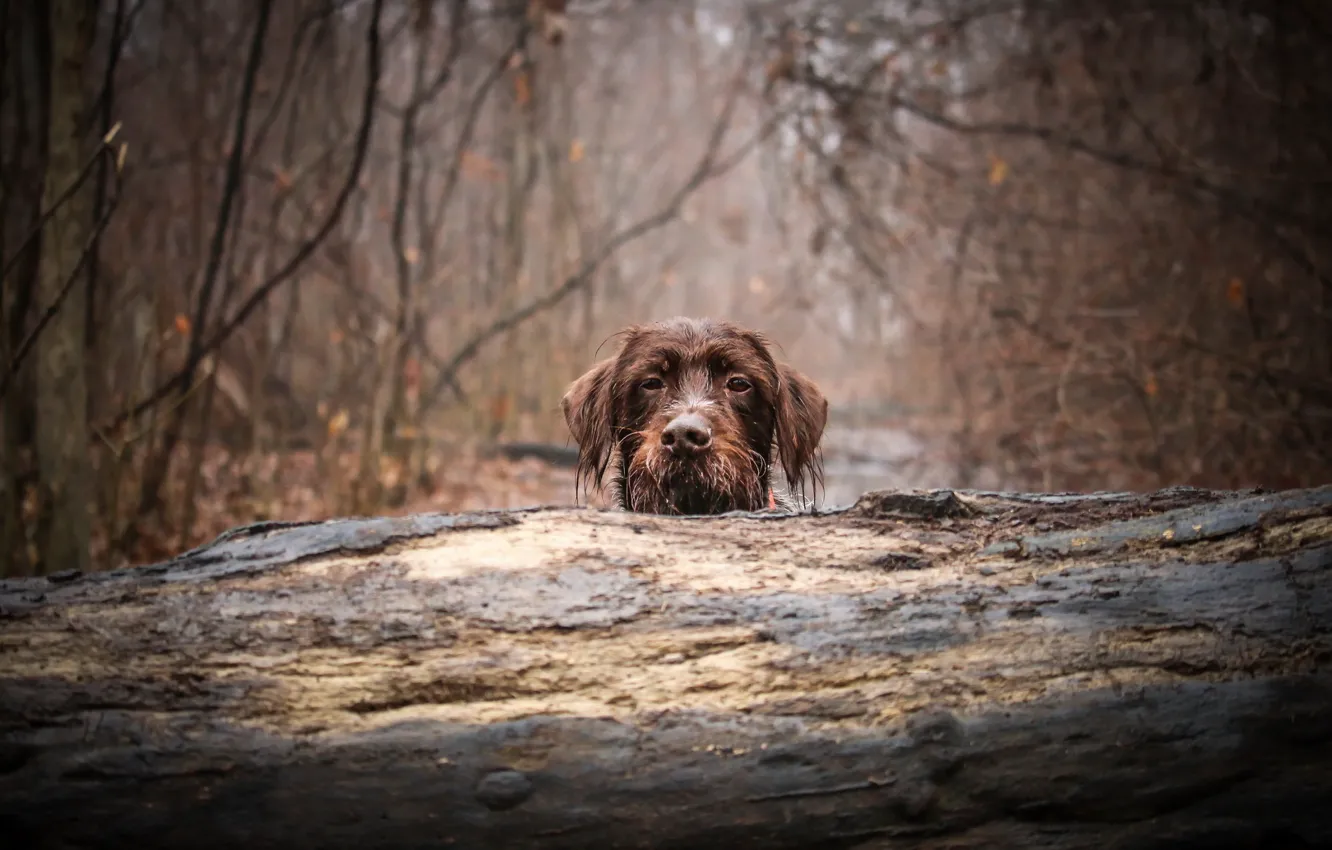 Photo wallpaper look, each, dog