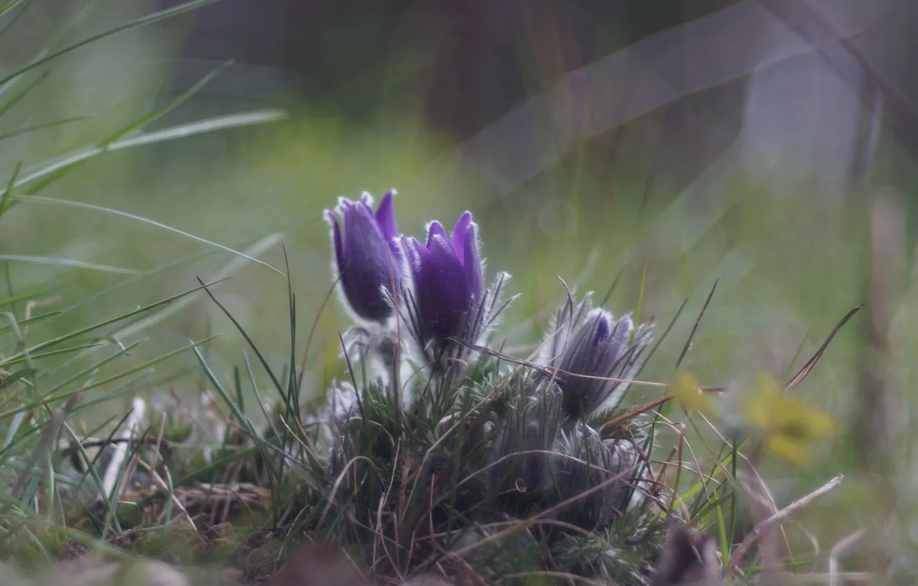 Photo wallpaper spring, anemones, sleep-grass, cross