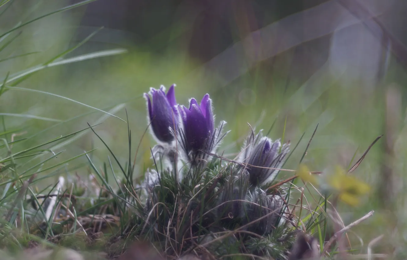 Photo wallpaper spring, sleep-grass, cross, anemone