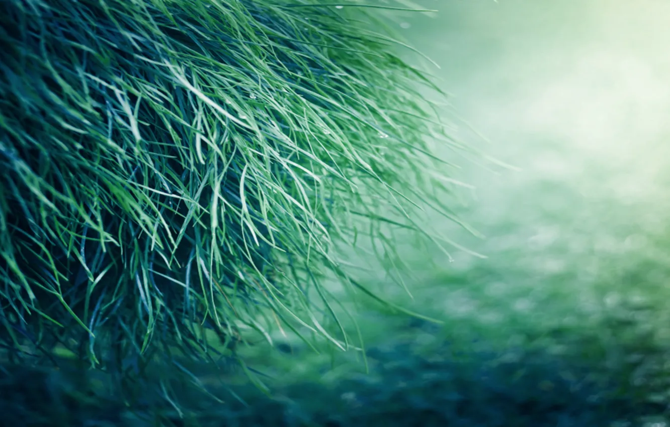 Photo wallpaper grass, nature, green