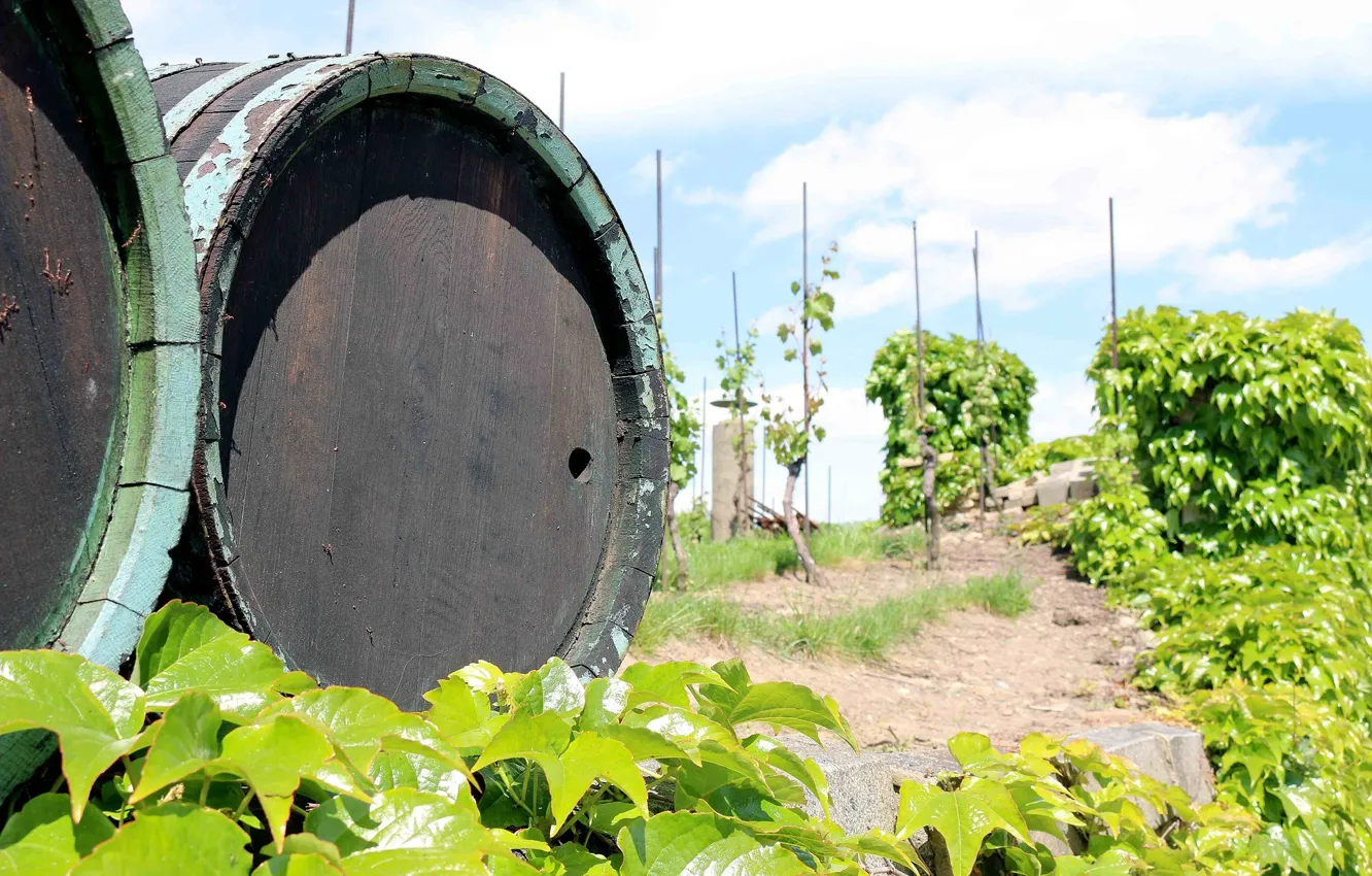 Photo wallpaper vineyard, winemaking, wine barrels