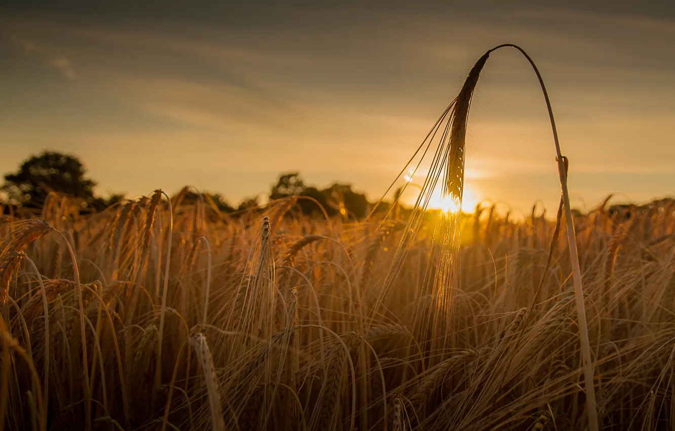 Photo wallpaper wheat, field, sunset, ear, ears