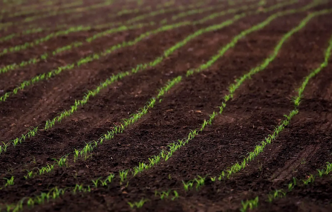 Photo wallpaper nature, earth, Rostock