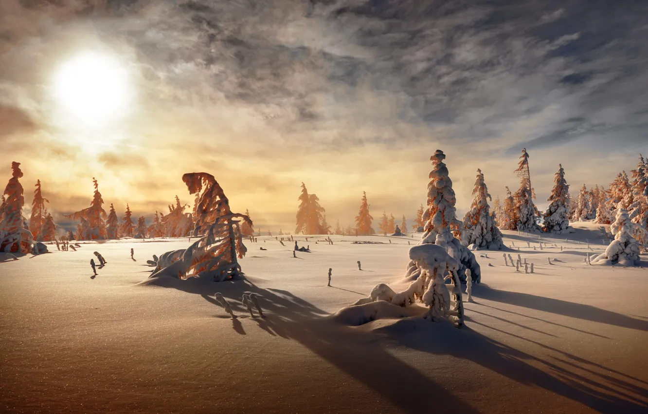 Photo wallpaper winter, forest, the sky, the sun, clouds, light, snow, fog