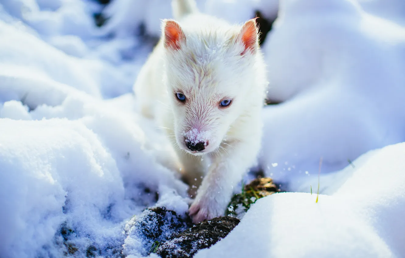 Photo wallpaper winter, white, look, light, snow, nature, wolf, the snow