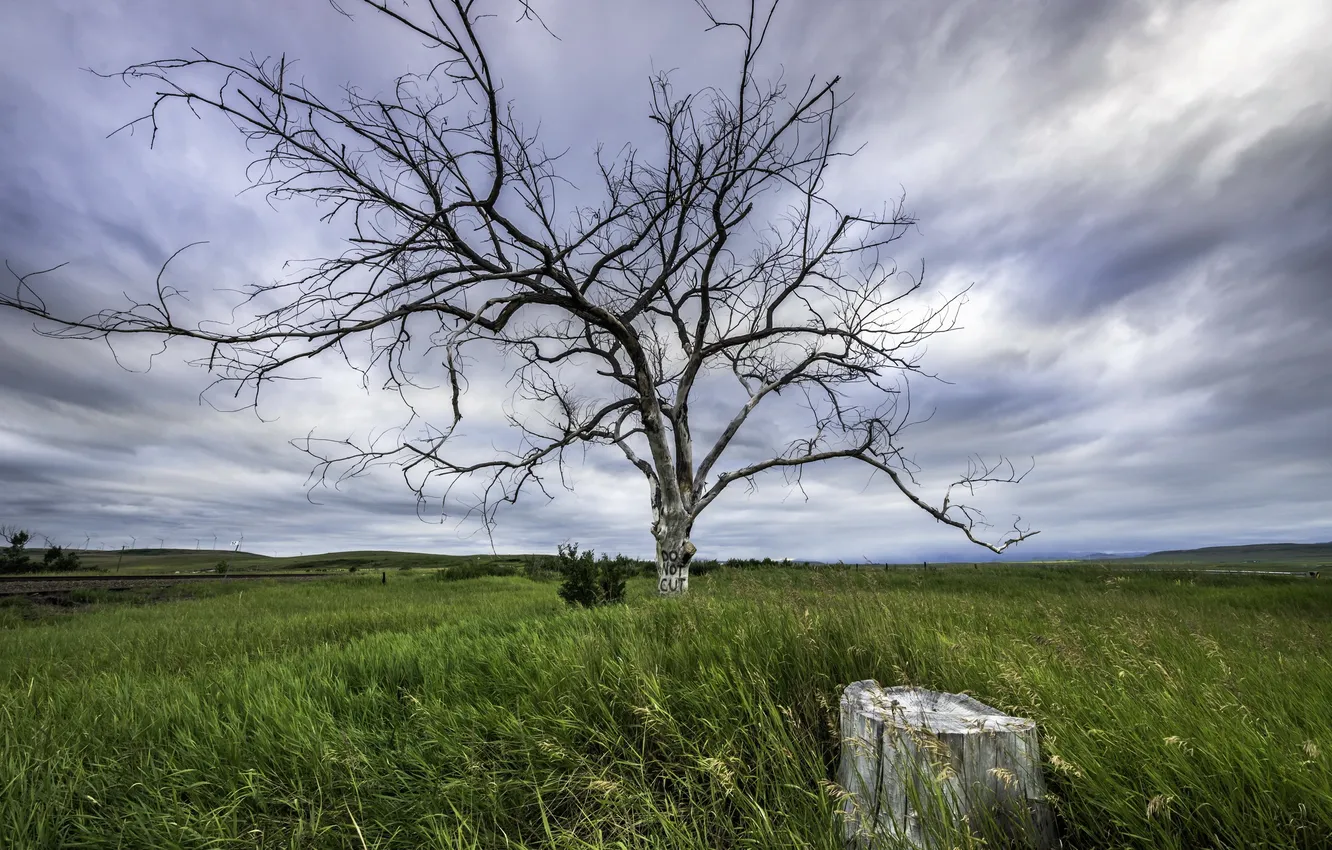 Photo wallpaper field, tree, stump