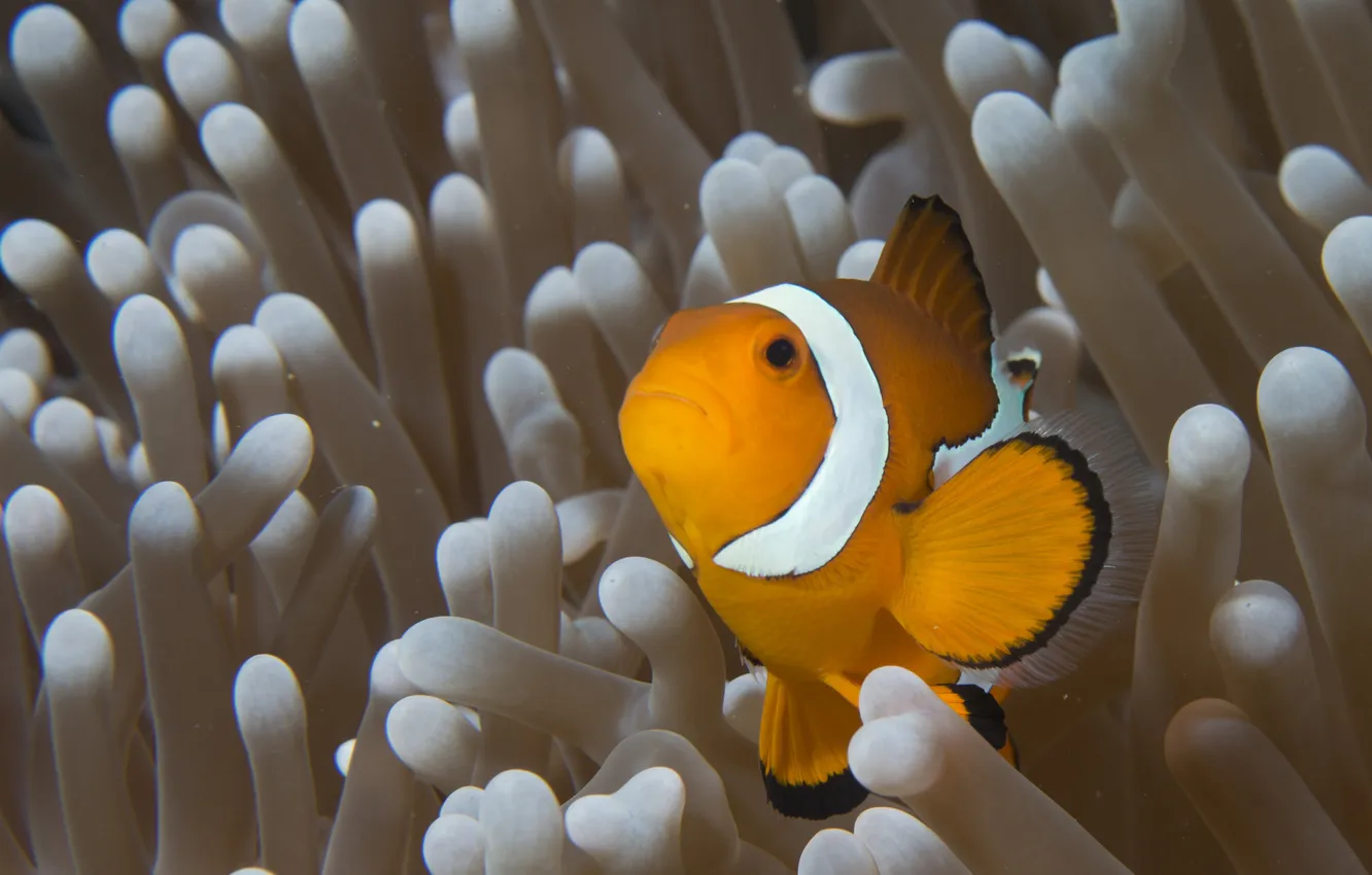 Photo wallpaper sea, water, the ocean, fish, clown, under water, underwater, sea