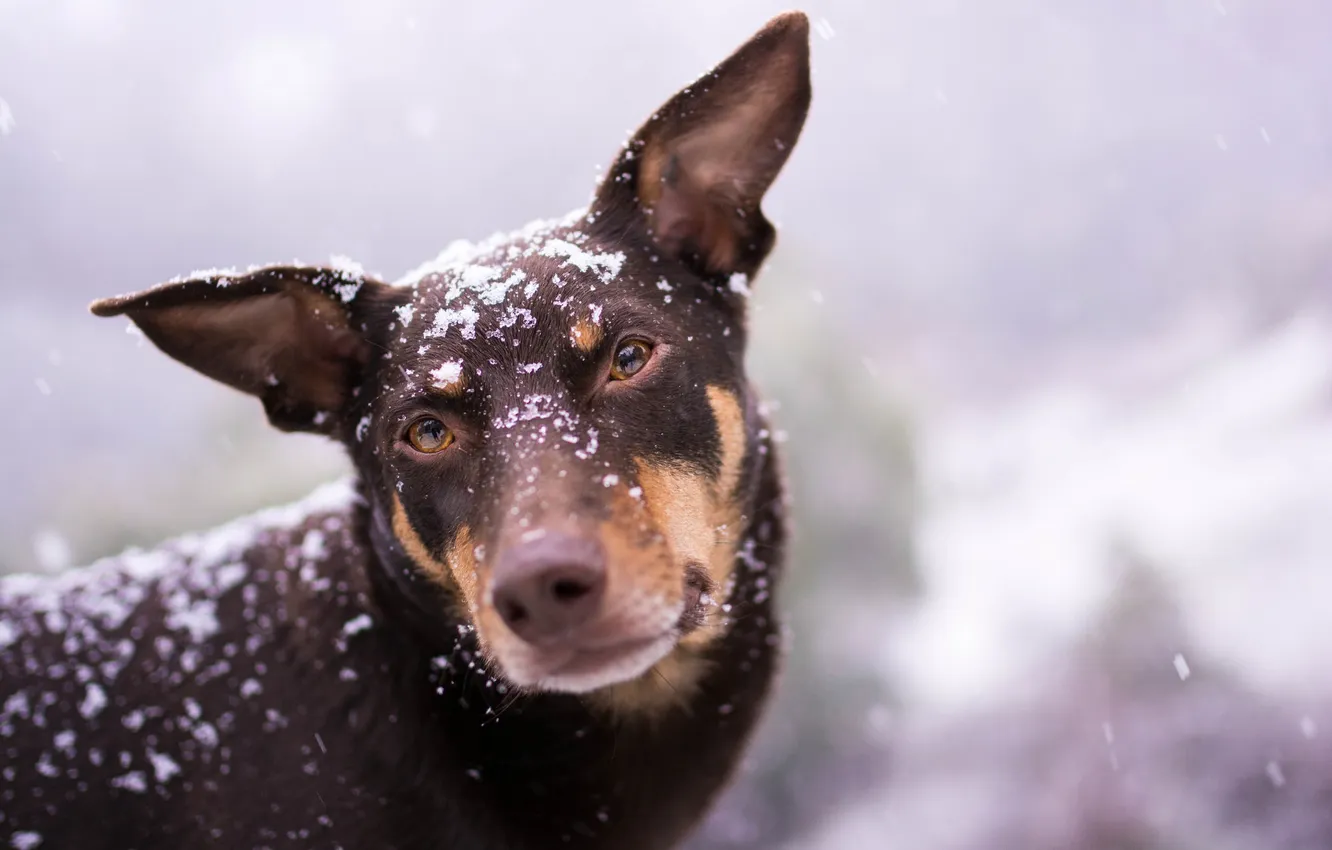 Photo wallpaper look, each, dog