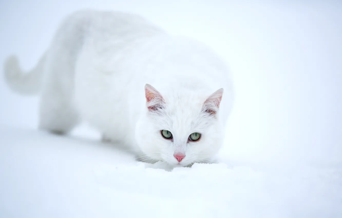 Photo wallpaper look, snow, white cat