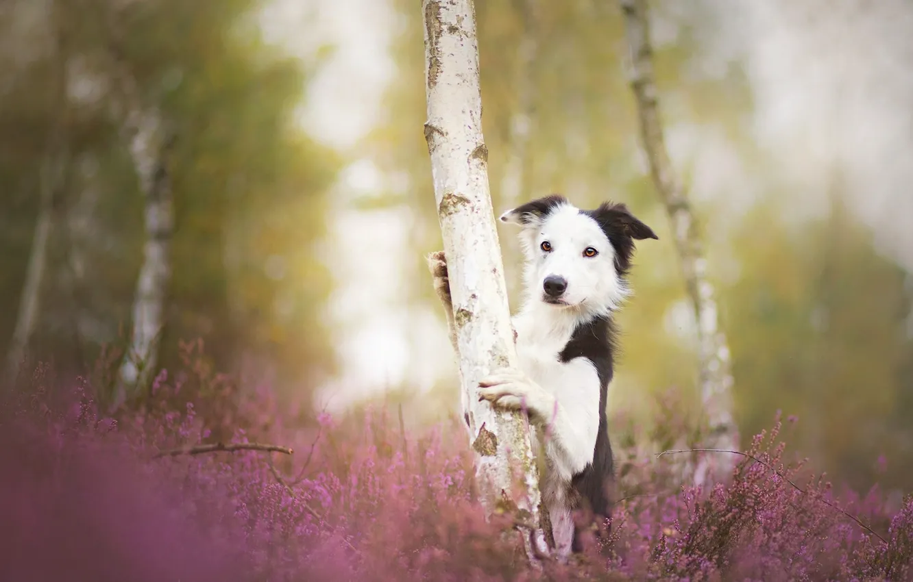 Photo wallpaper trees, dog, birch, the border collie