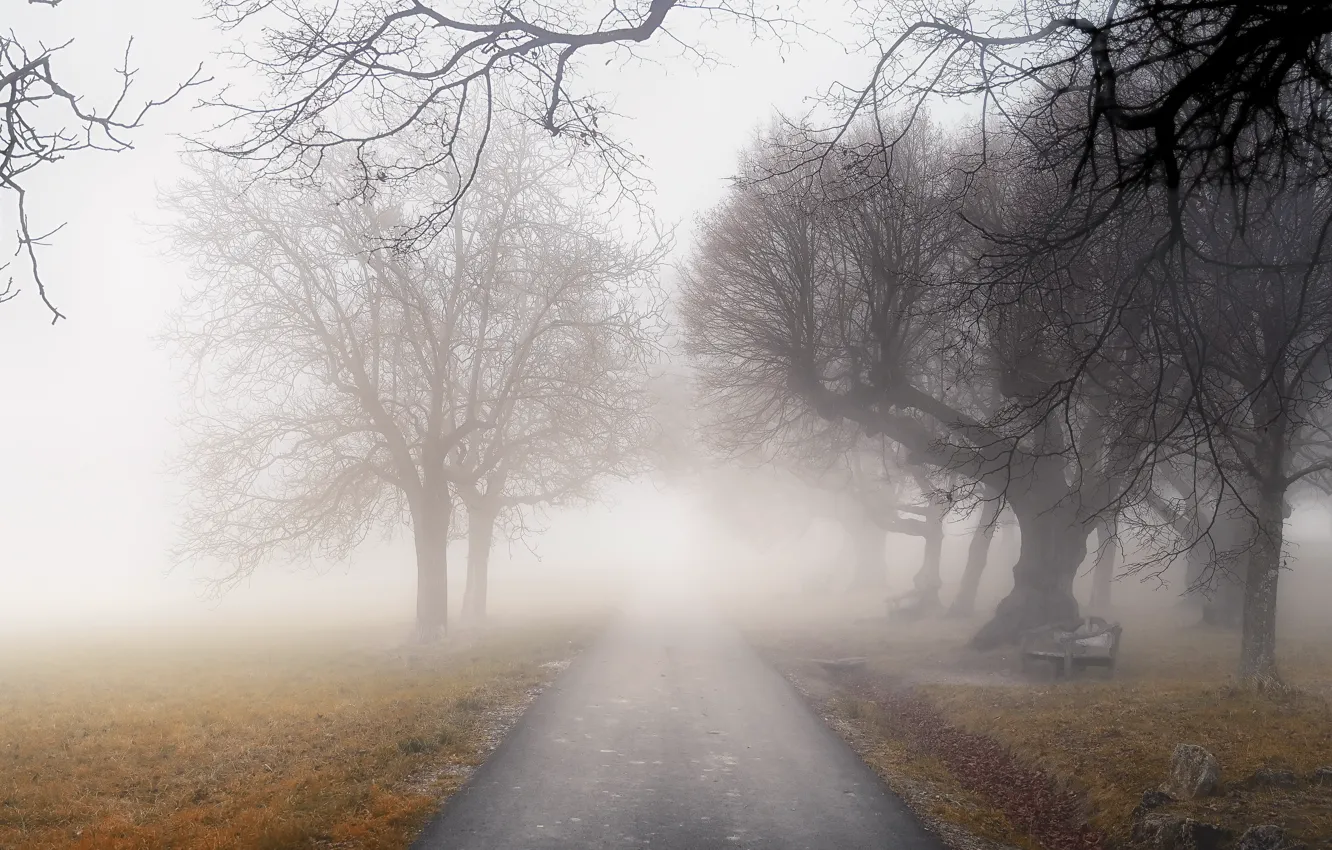 Photo wallpaper road, autumn, fog, Park