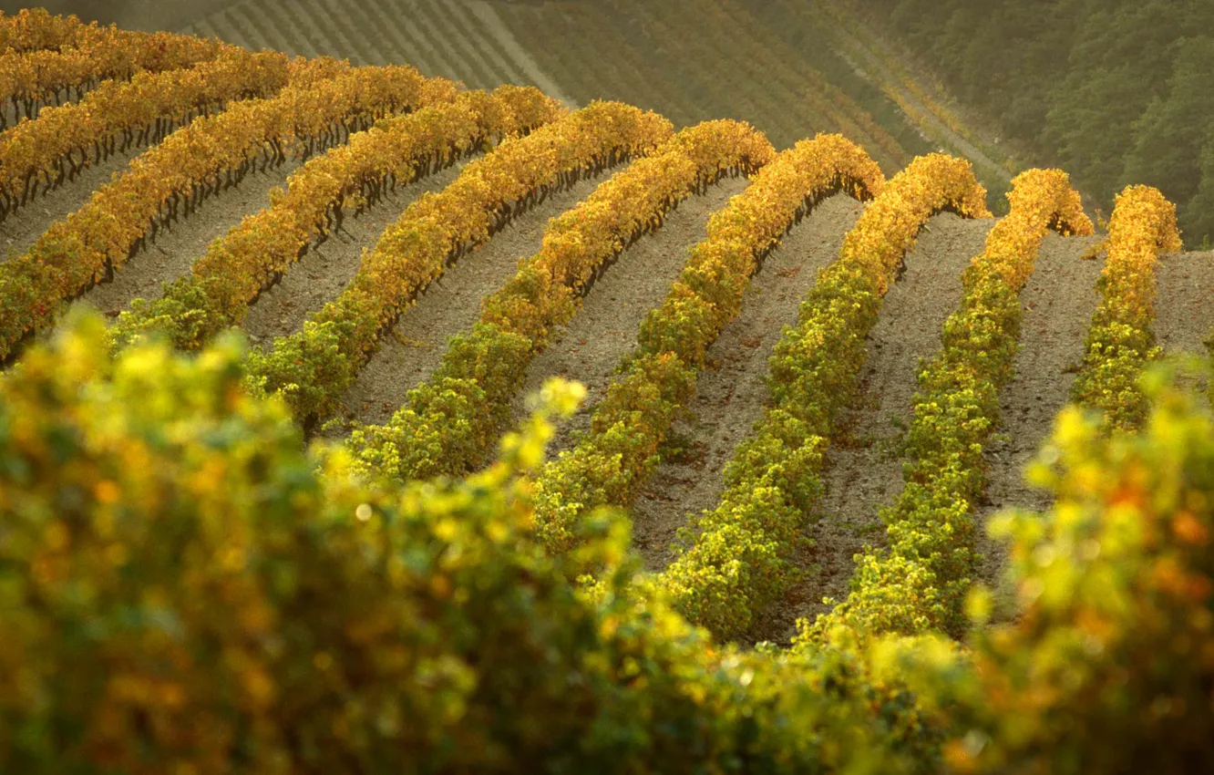 Photo wallpaper autumn, hills, France, vineyard