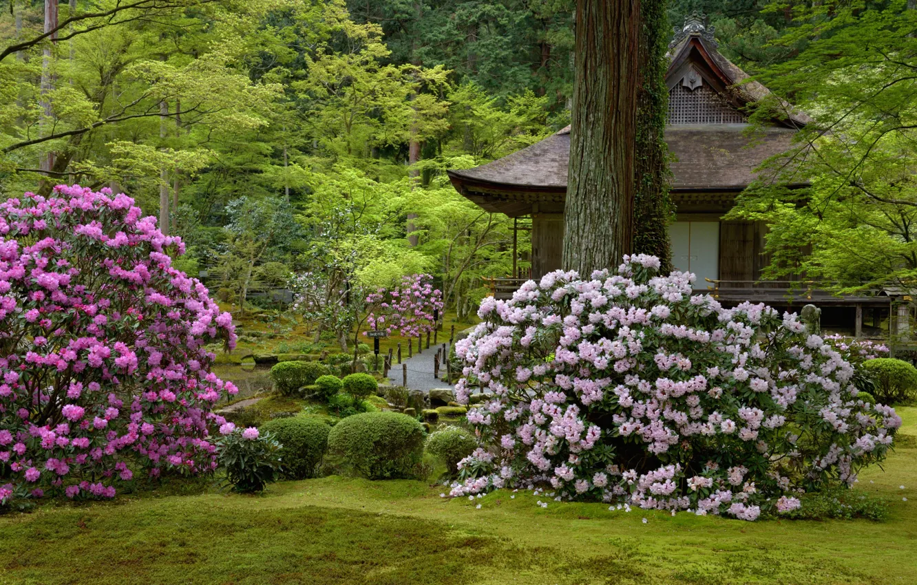 Photo wallpaper trees, flowers, nature, Japan, garden, track, temple