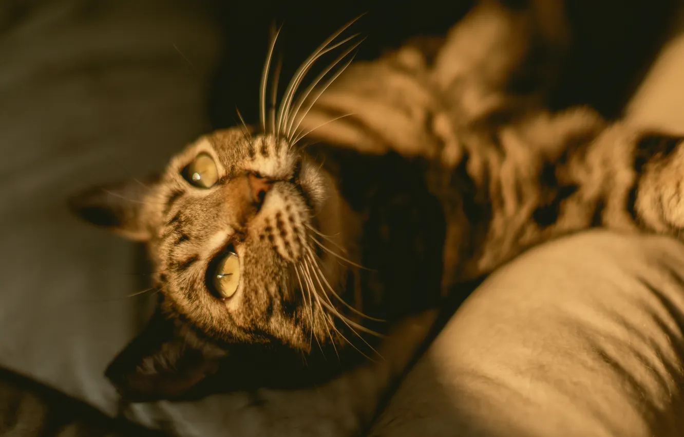 Photo wallpaper cat, face, Jessica Christian