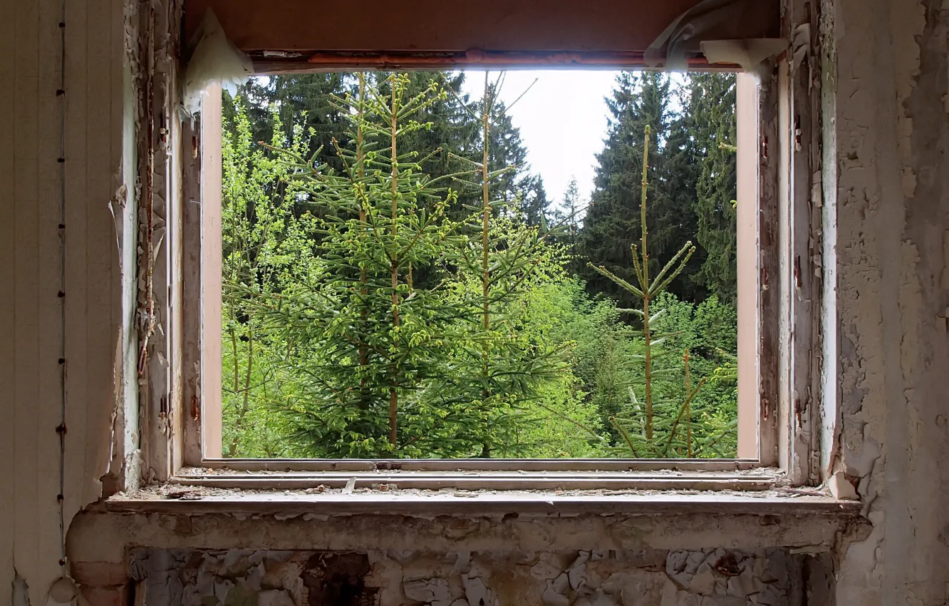 Photo wallpaper forest, room, window