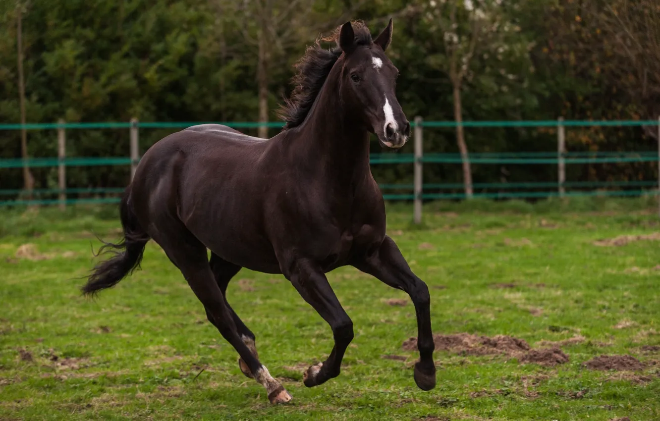 Photo wallpaper horse, horse, running, corral, gallop