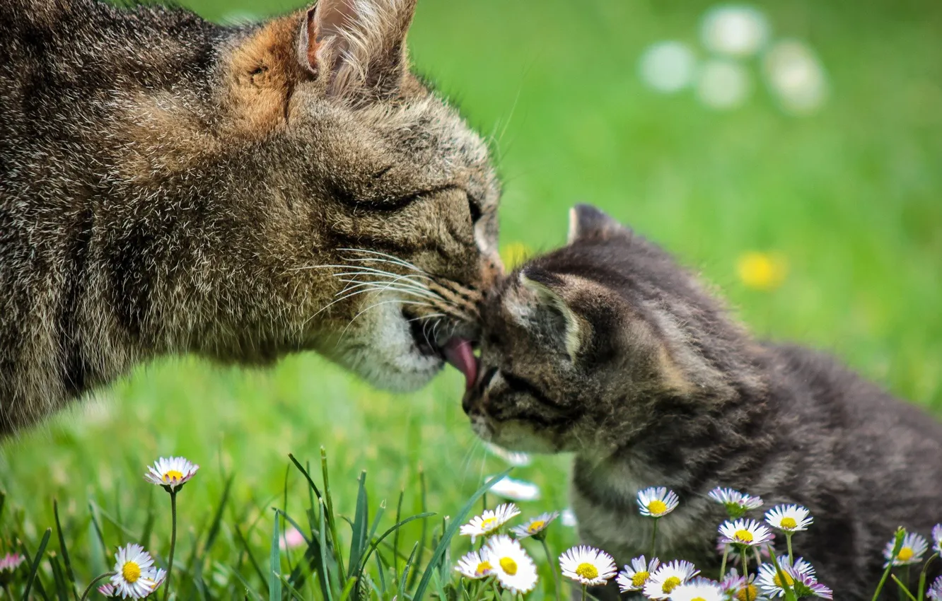 Photo wallpaper tenderness, licks, chamomile field, cat with kitten
