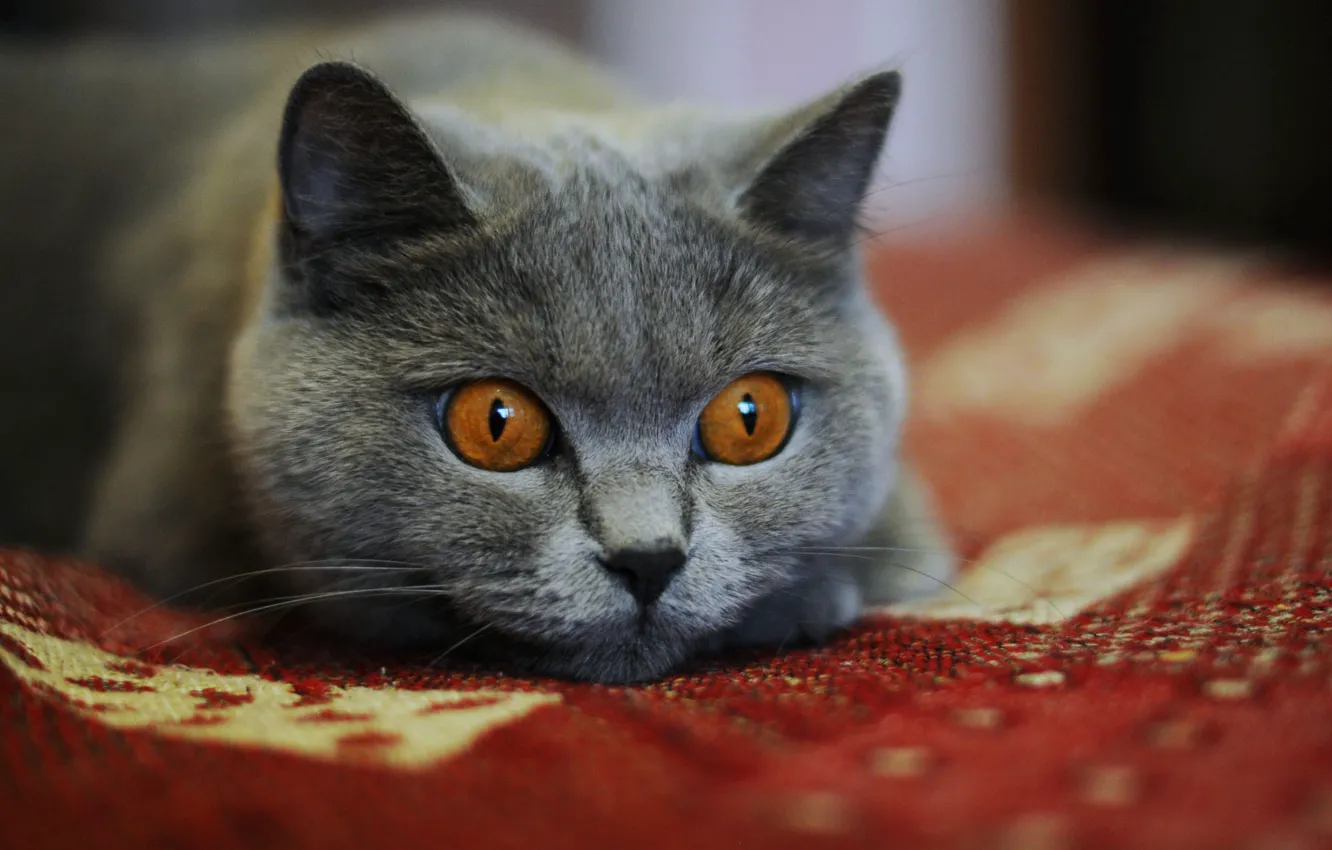 Photo wallpaper cat, cat, look, grey, portrait, blanket, face, red background