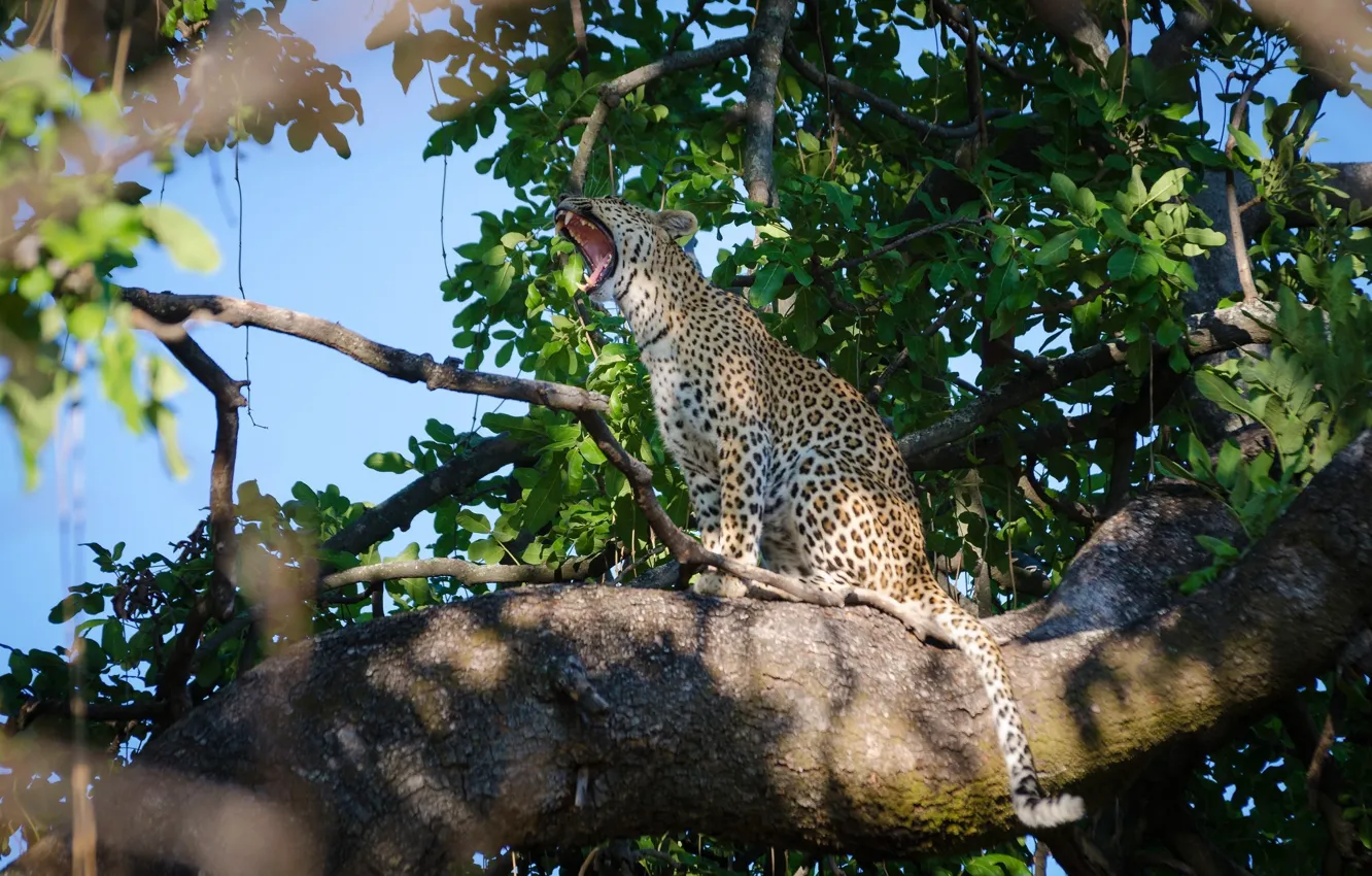 Photo wallpaper predator, leopard, sitting, wild cat, yawns, on the tree