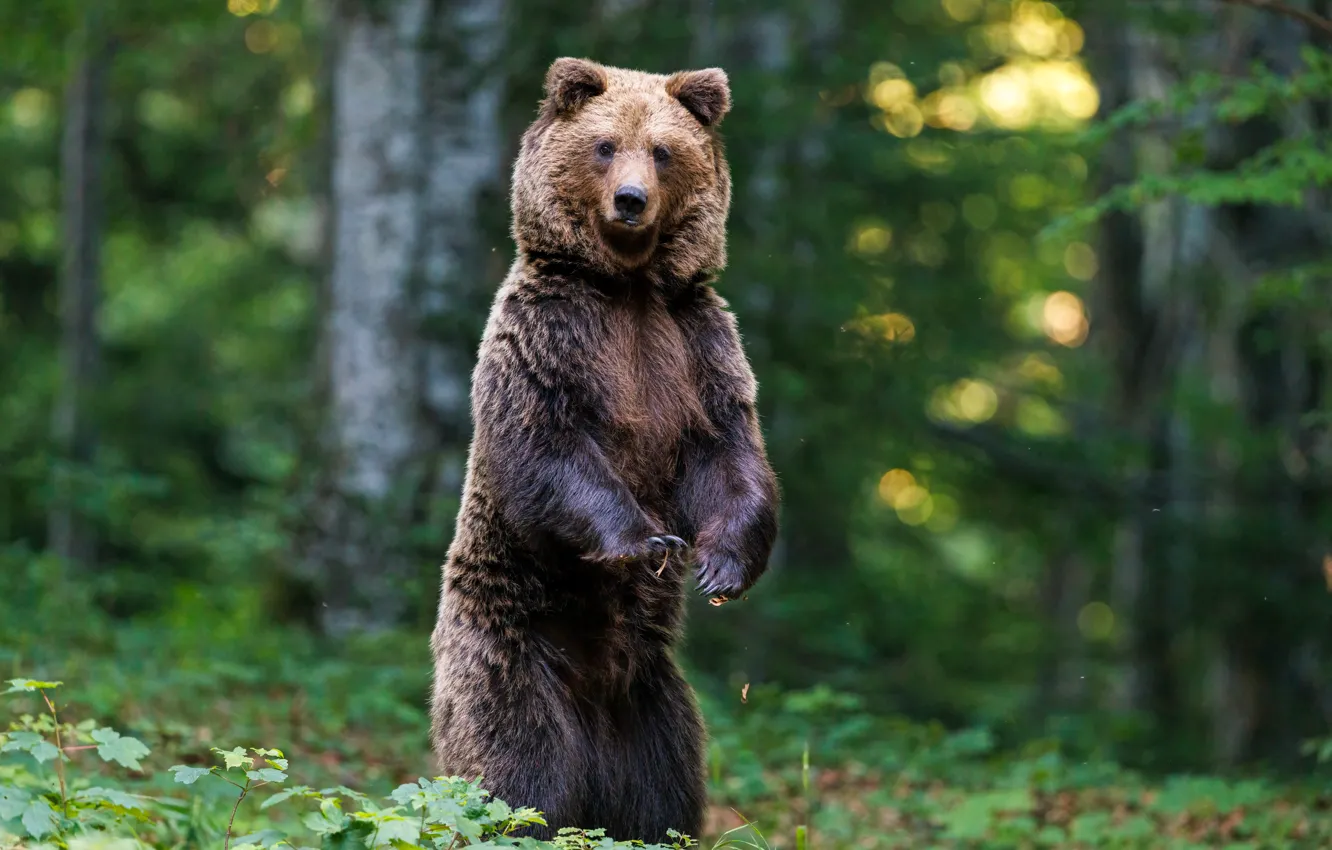 Photo wallpaper forest, nature, pose, bear, stand, brown, bear