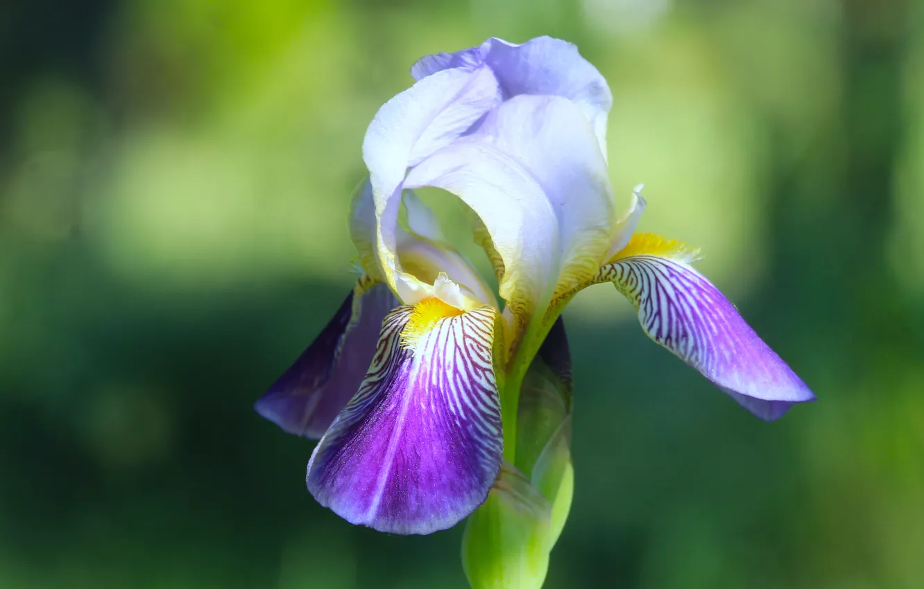 Photo wallpaper flower, spring, lily