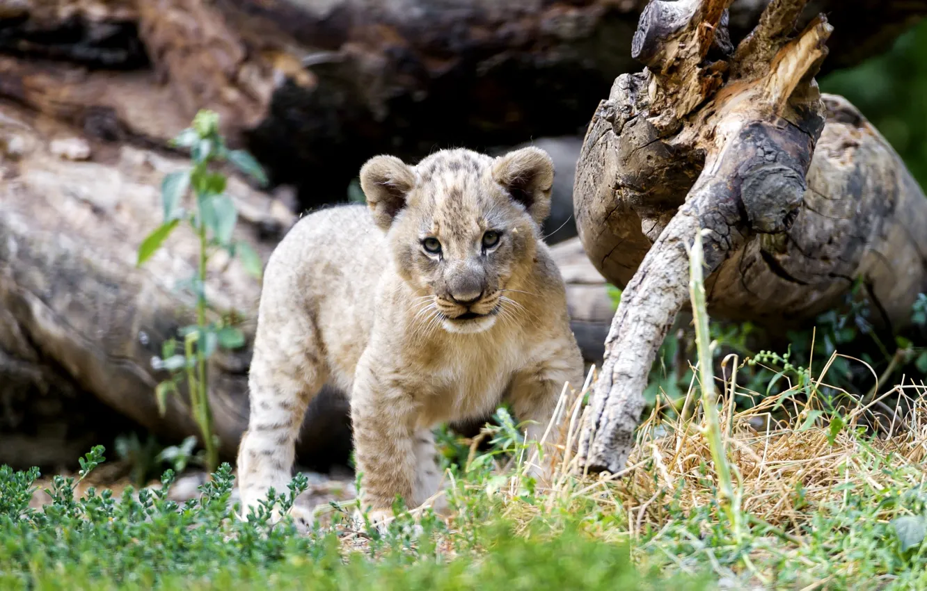 Photo wallpaper predator, Leo, baby, cute, lion