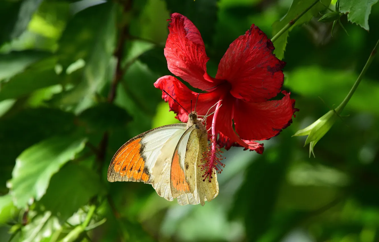 Photo wallpaper flower, leaves, macro, red, green, background, butterfly, insect