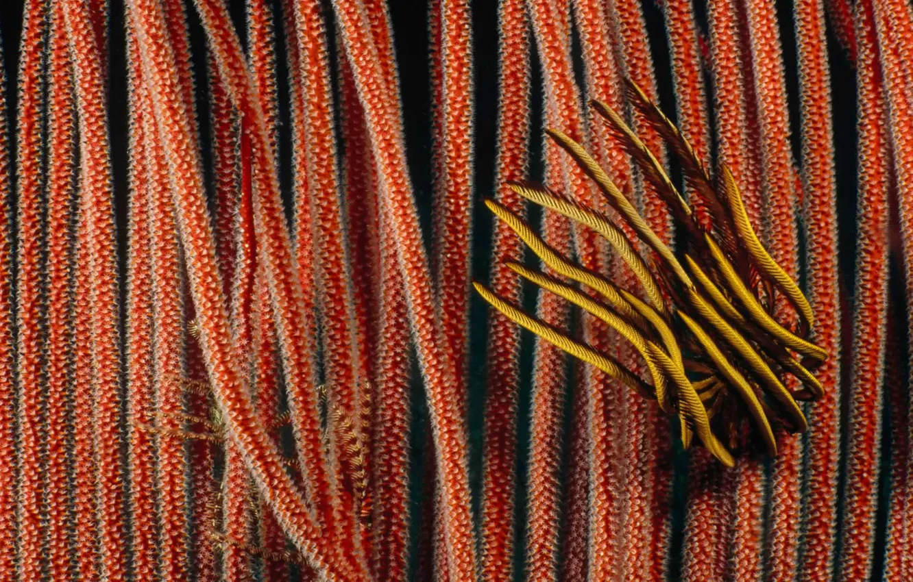 Photo wallpaper Australia, QLD, The Great Barrier Reef, sea Lily, the gorgonians