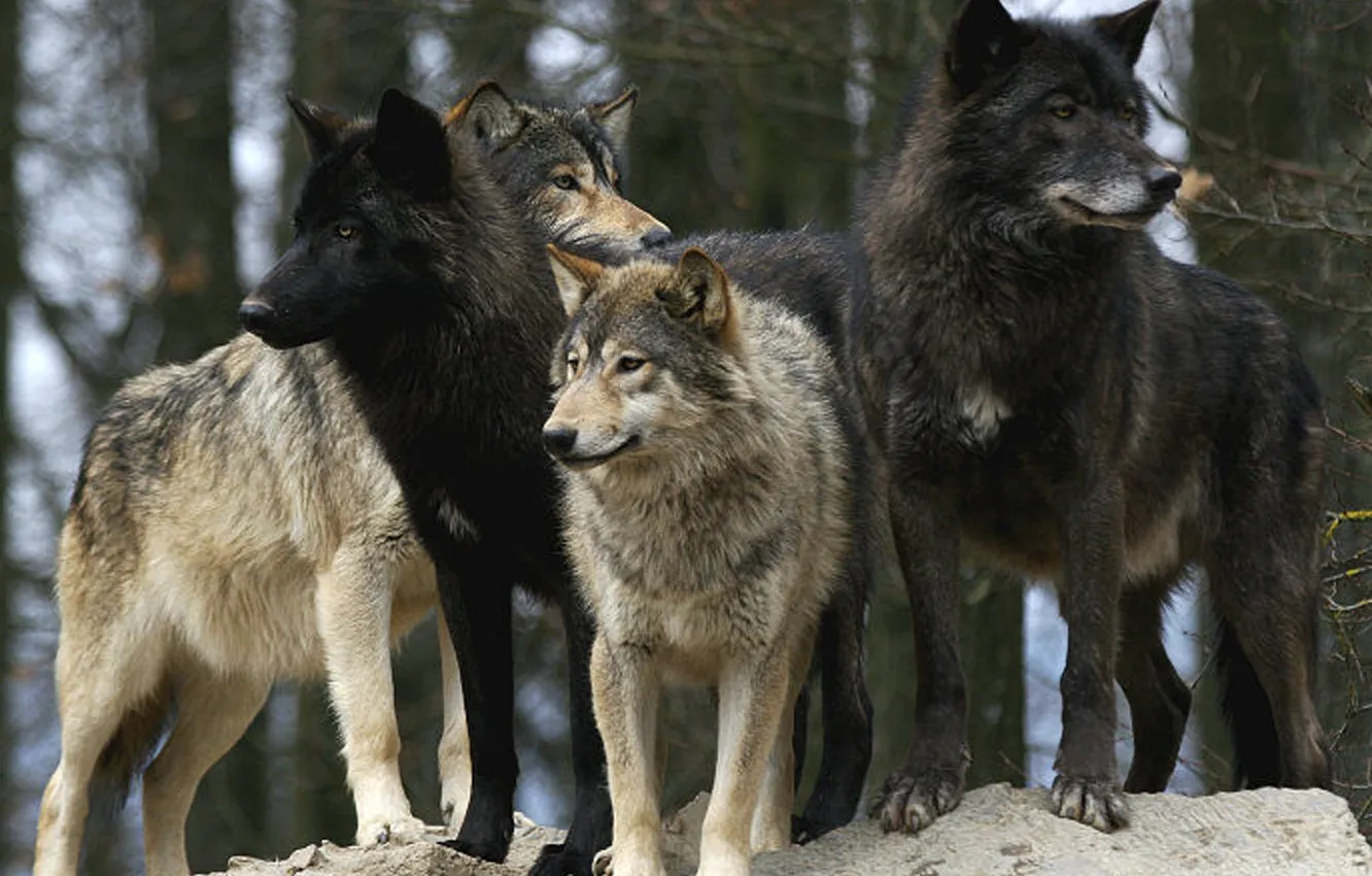 Photo wallpaper Predator, nature, snow, face, animal, wolf, canis lupus, wildlife