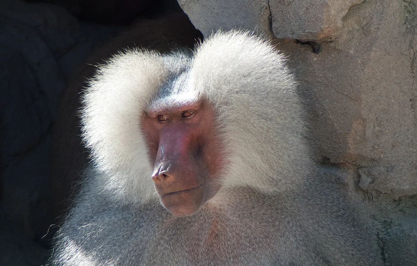 Photo wallpaper face, monkey, baboon