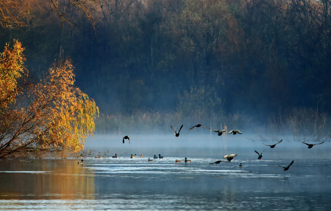 Photo wallpaper autumn, forest, birds, lake, duck