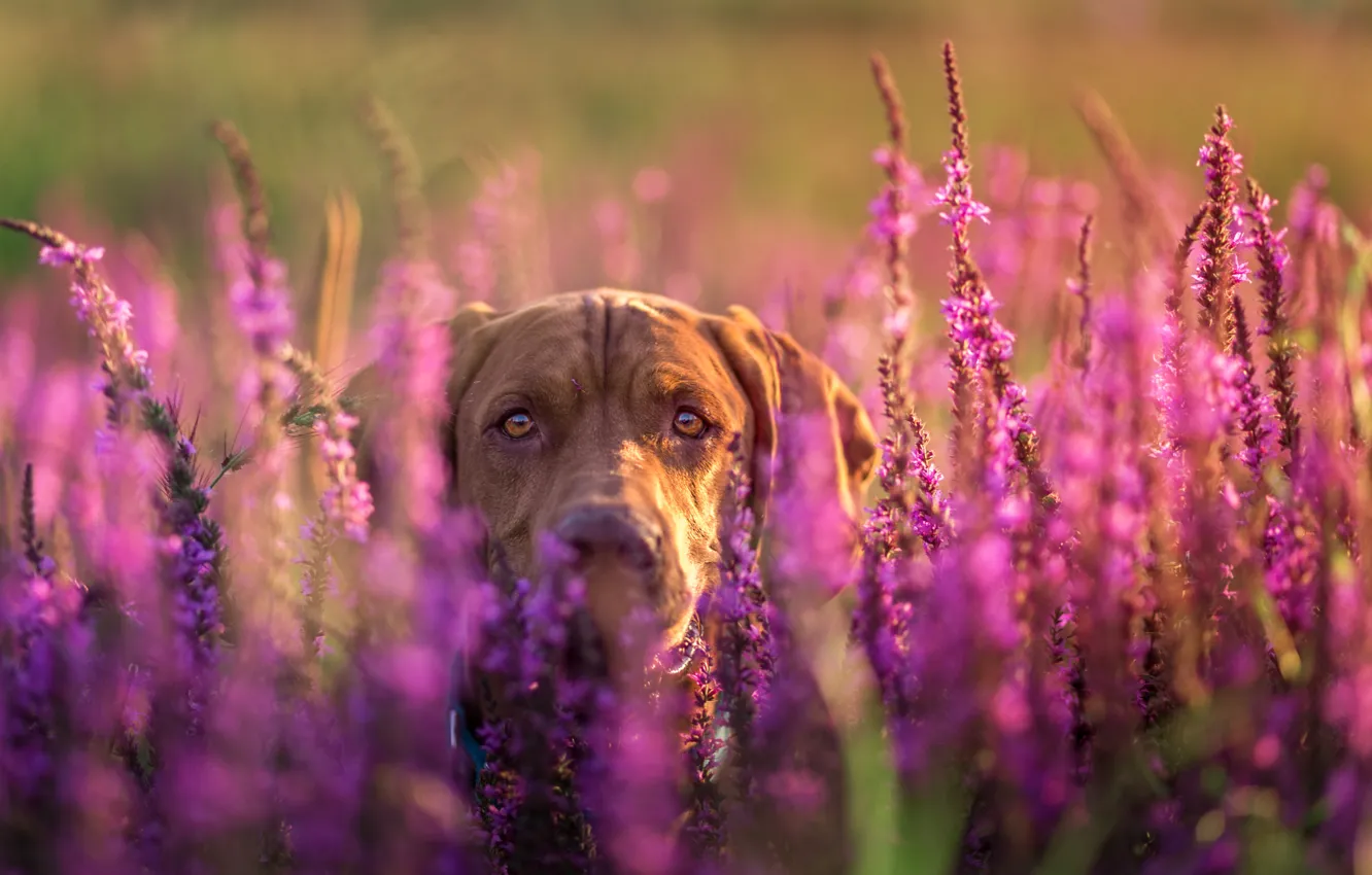 Photo wallpaper field, face, flowers, nature, animal, dog, head, lavender