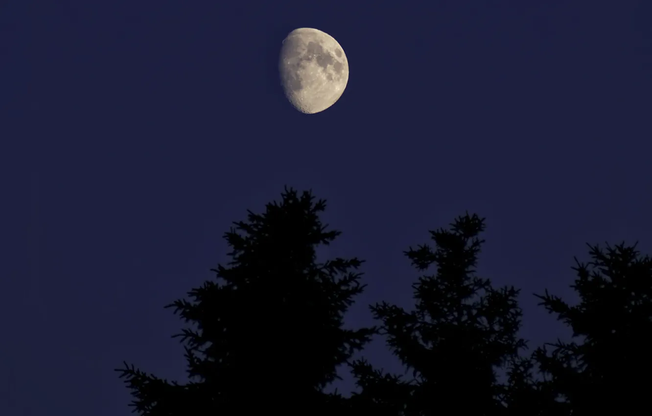 Photo wallpaper the sky, trees, night, branches, nature, the moon