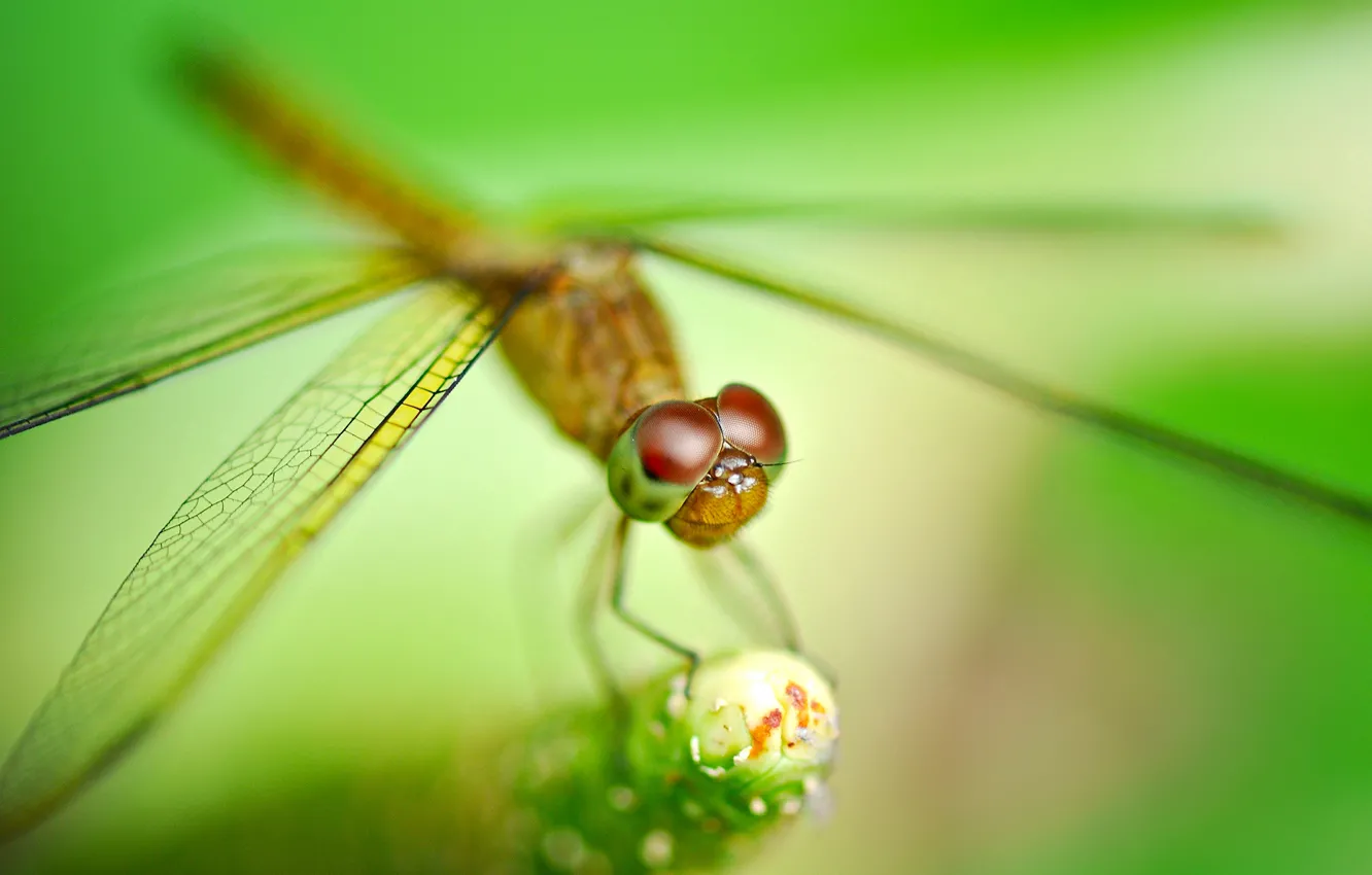 Photo wallpaper plant, dragonfly, blur, insect