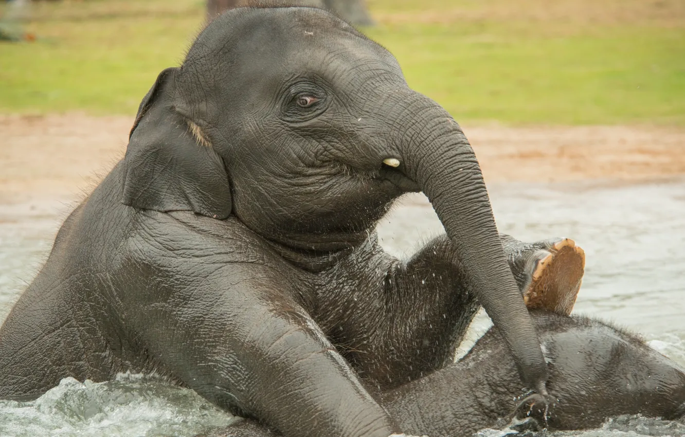 Photo wallpaper water, elephant, bathing, elephant