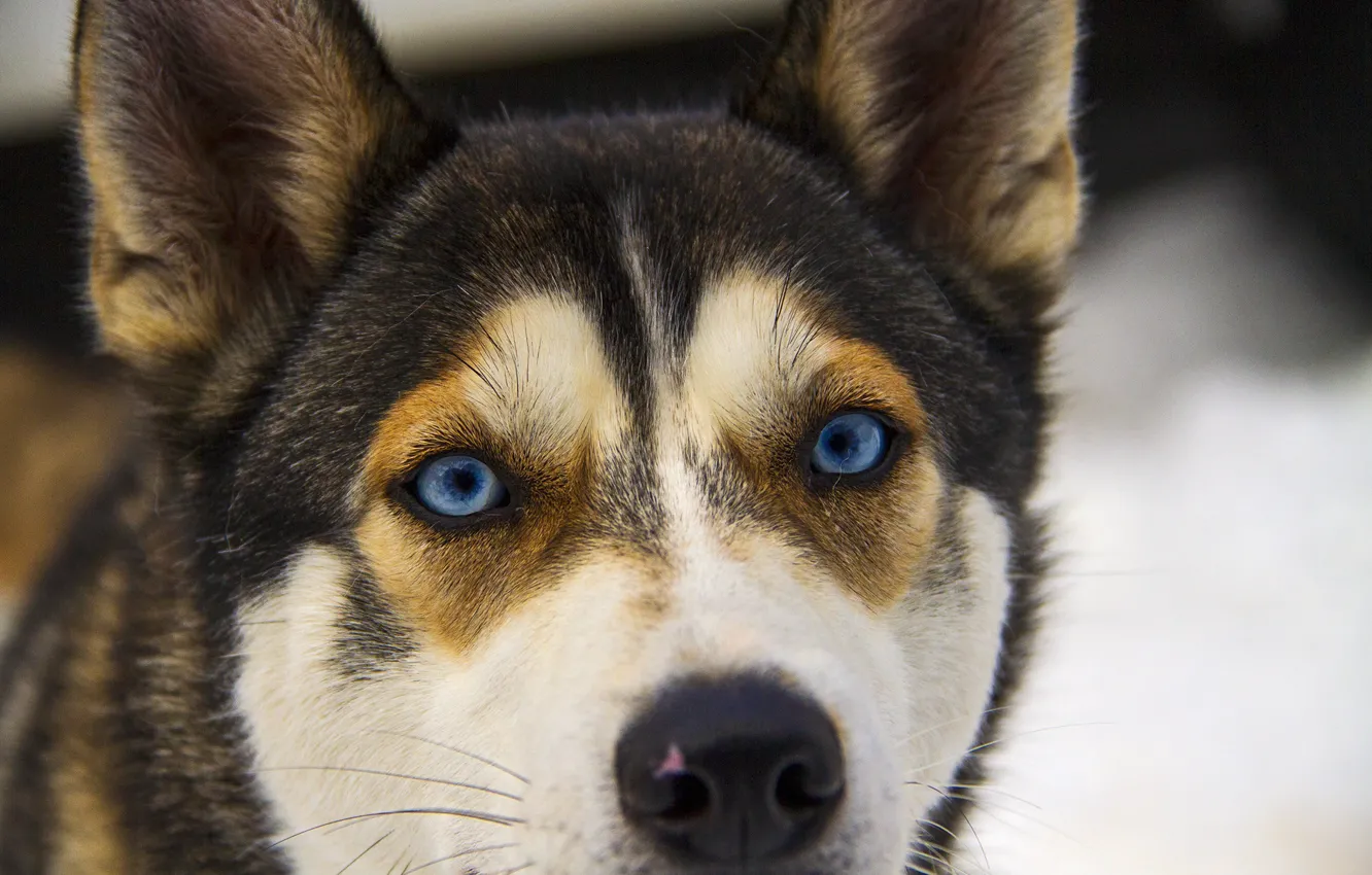 Photo wallpaper eyes, each, dog