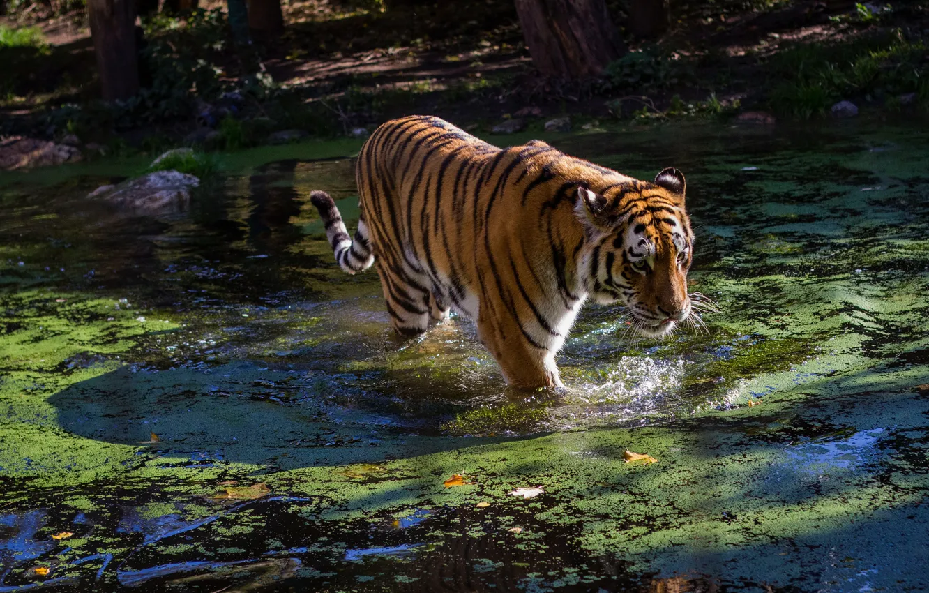 Photo wallpaper face, water, light, nature, tiger, pose, pond, shore