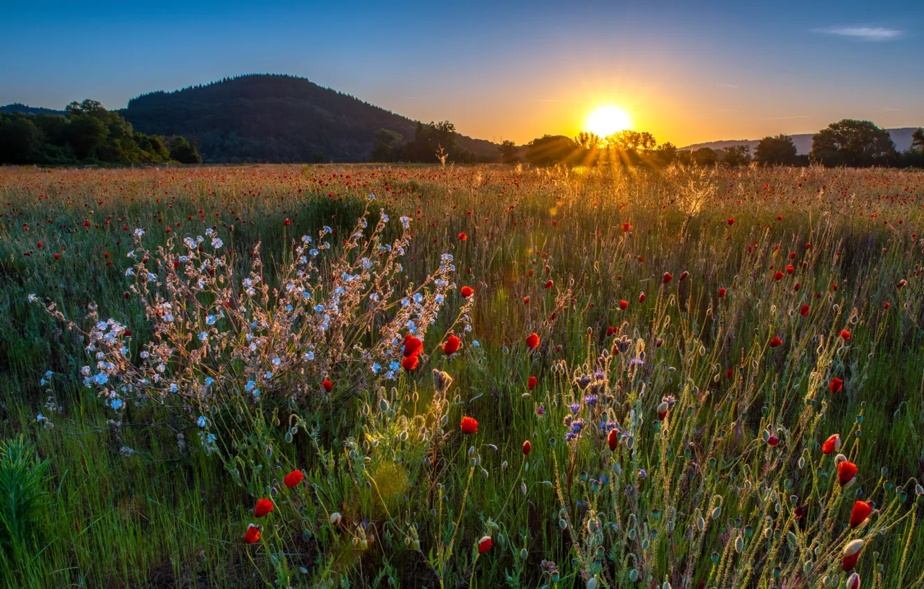 Photo wallpaper field, summer, the sky, landscape, flowers, red, nature, Maki