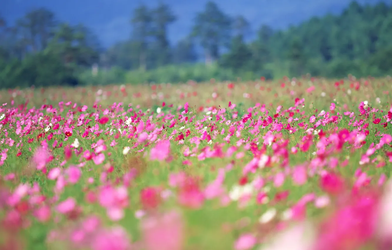 Photo wallpaper summer, flowers, spring