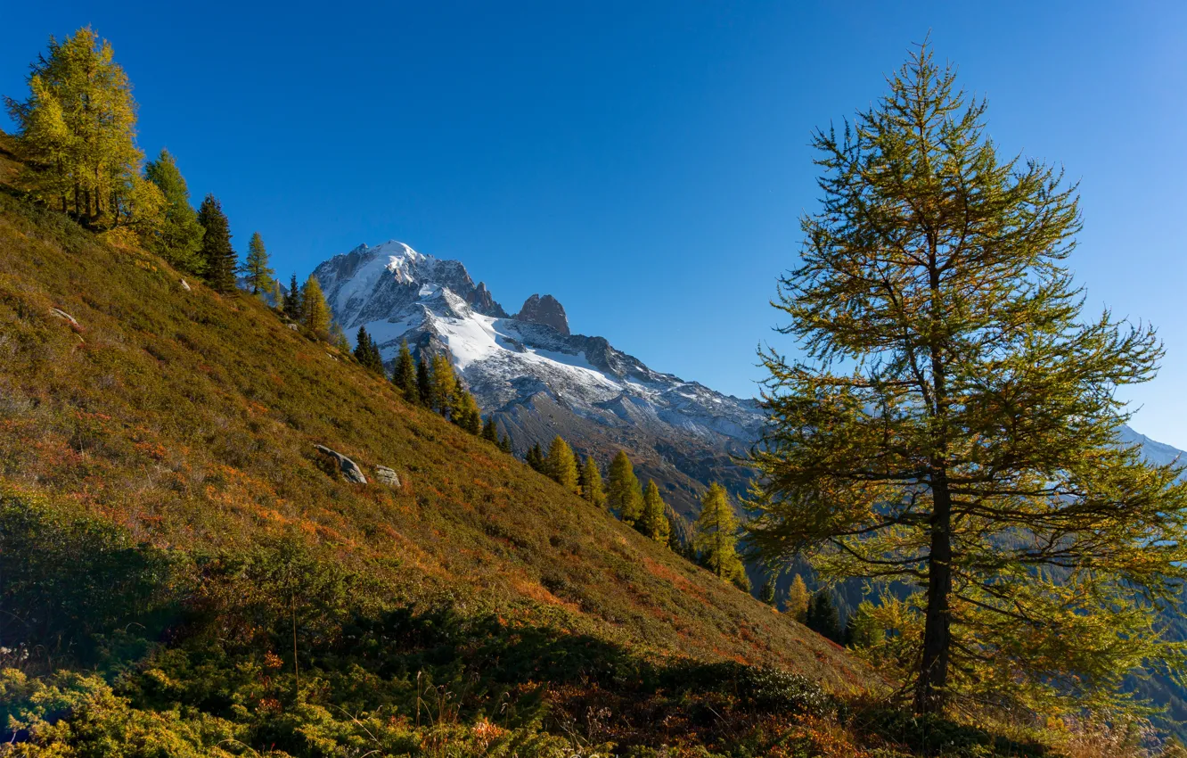 Photo wallpaper trees, mountains, France, slope, Alps, France, French Alps, larch