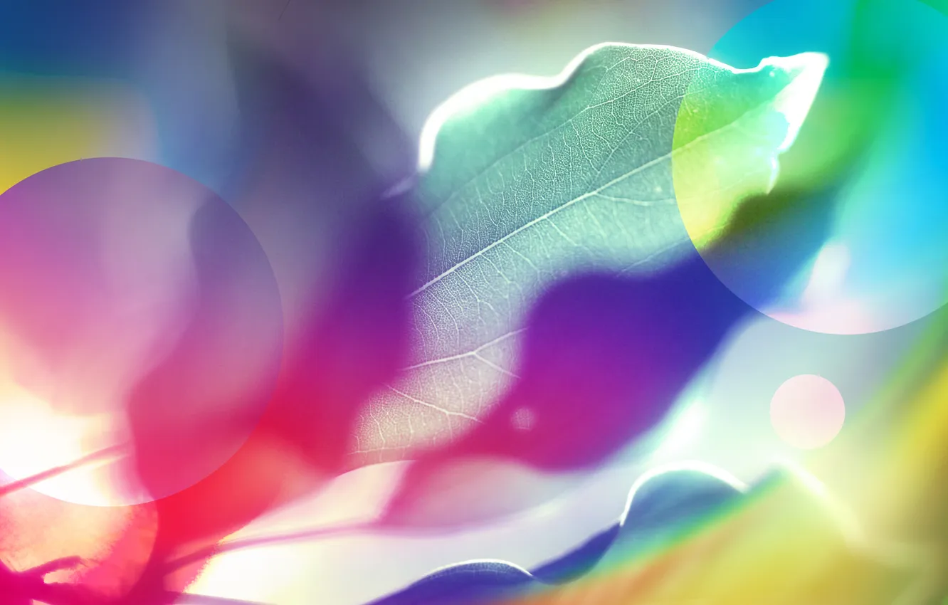 Photo wallpaper color, macro, sprig, blur, leaves, brightness