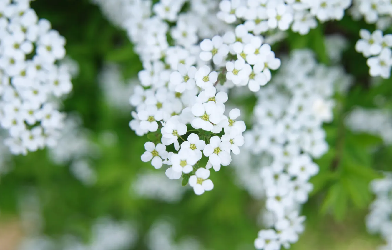 Photo wallpaper flowers, branches, spring, white