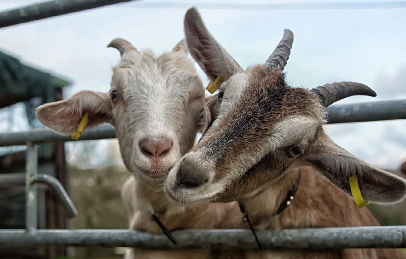 Photo wallpaper nature, background, goat