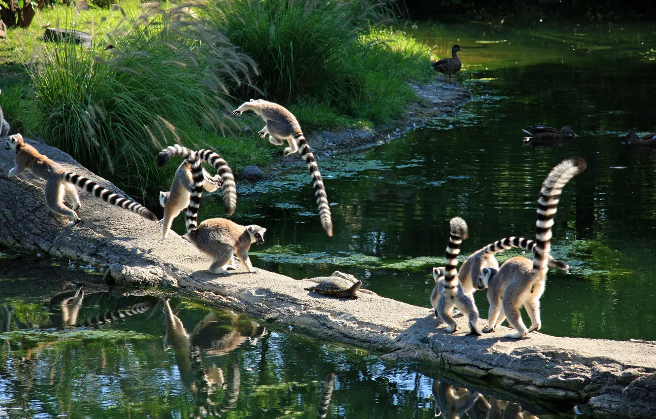 Photo wallpaper lemurs, monkey, jumping, turtle, lemur