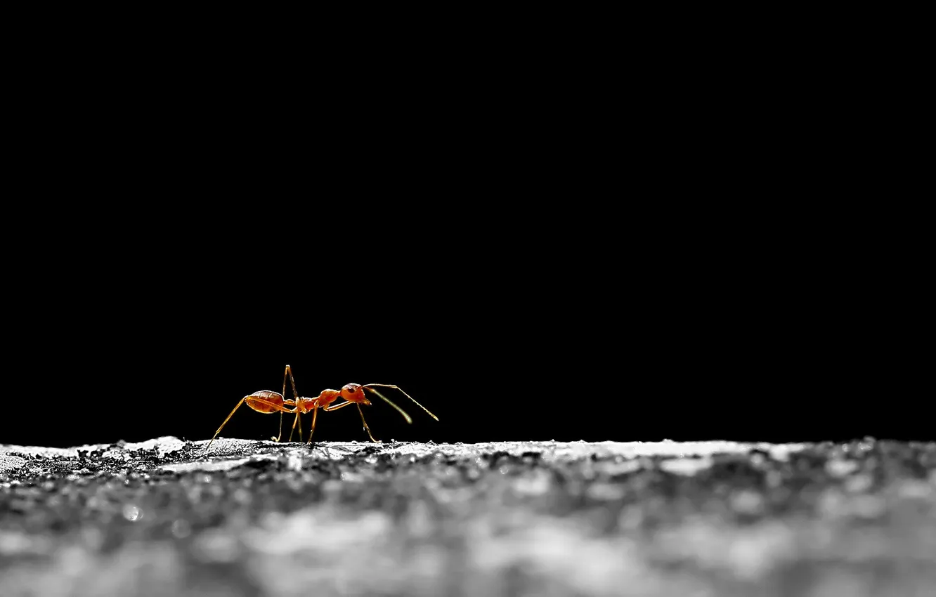 Photo wallpaper nature, background, ant