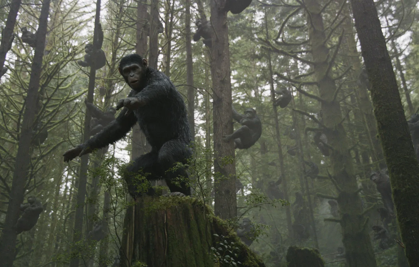 Photo wallpaper monkey, Caesar, Planet of the apes: the Revolution, Dawn of the Planet of the Apes