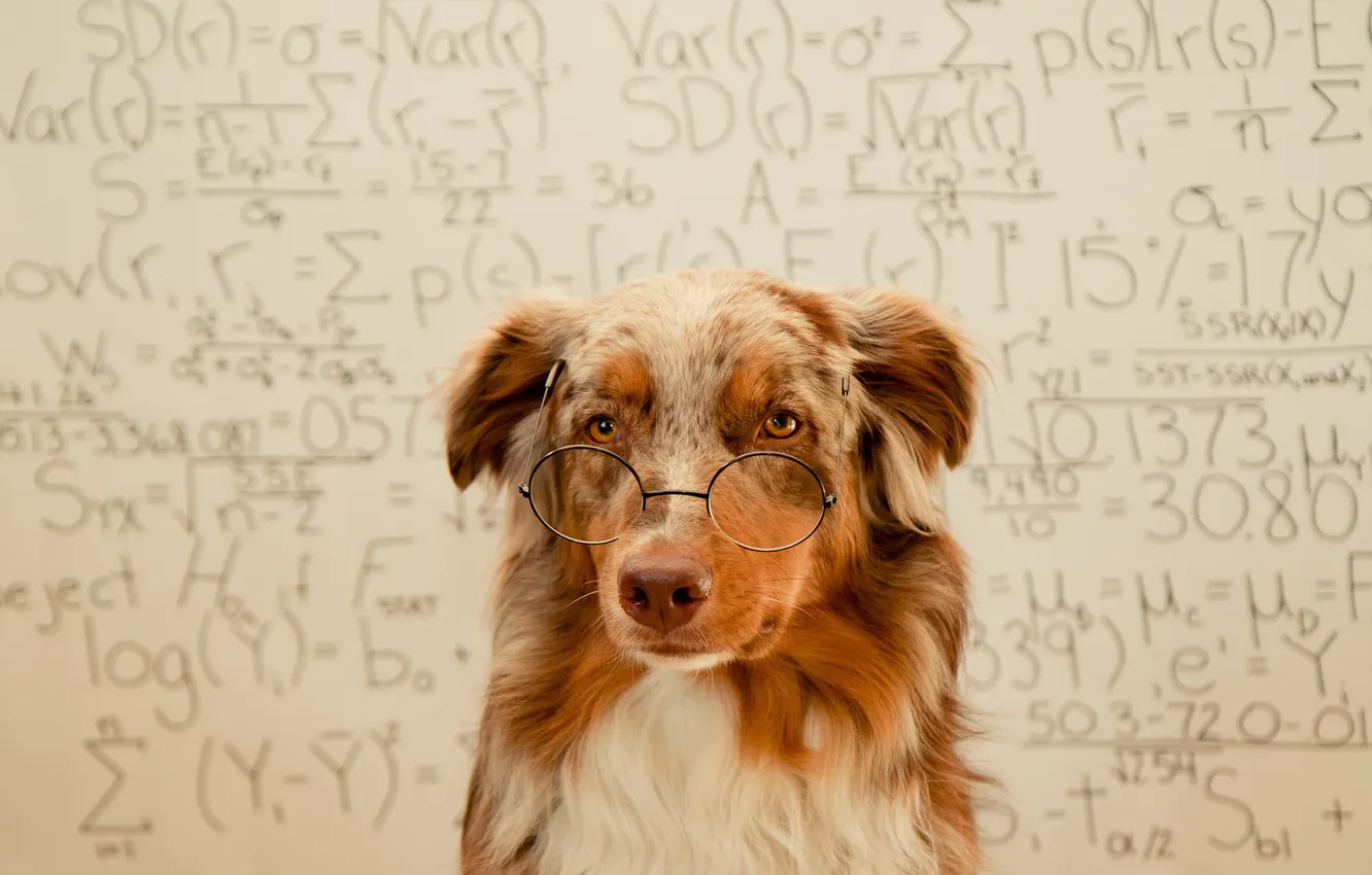 Photo wallpaper background, dog, glasses