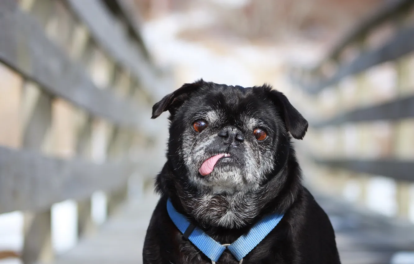 Photo wallpaper look, each, dog