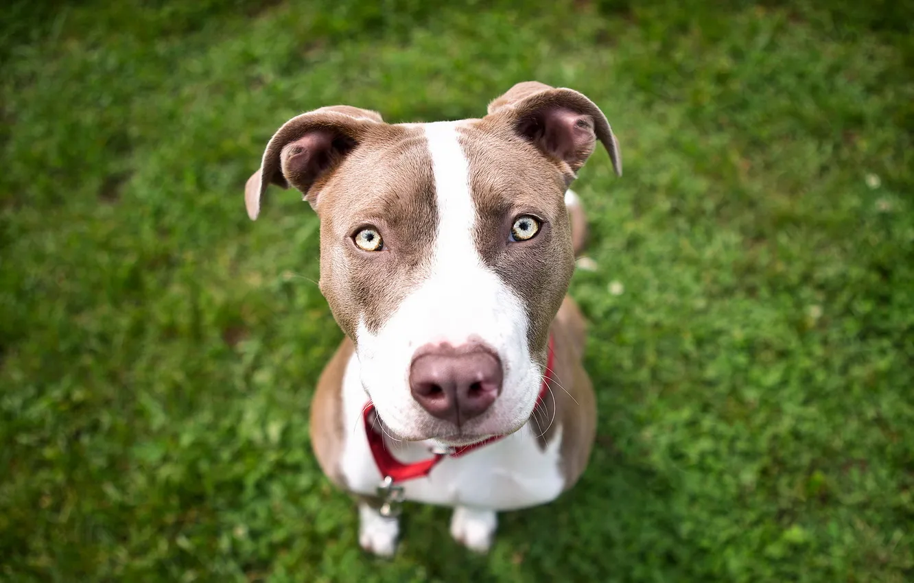 Photo wallpaper look, background, dog